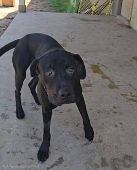 Cindy -  Labrador Retriever Dog for Adoption in San Antonio, Texas - Cindy | PetCurious