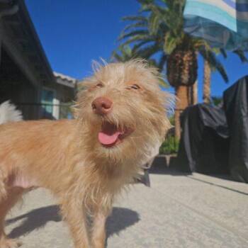 Thelma -  Terrier and Mixed Breed Dog for Adoption in Henderson, Nevada - Thelma | PetCurious