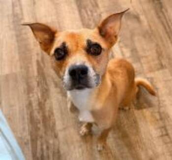 Pea -  Terrier Dog for Adoption in Kalamazoo, Michigan - Pea | PetCurious