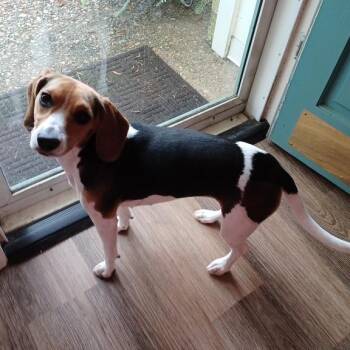Ivy (Sara) -  Beagle Dog for Adoption in Little Rock, Arkansas - Ivy (Sara) | PetCurious