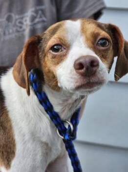 Bugatti fka Dog 4 -  Chihuahua and Mixed Breed Dog for Adoption in West Chester, Pennsylvania - Bugatti Fka Dog 4 | PetCurious