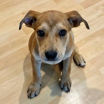Orgegano -  Labrador Retriever and Black Mouth Cur Dog for Adoption in Myrtle Beach, South Carolina - Orgegano | PetCurious