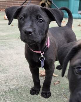 Rescue Retriever and Mixed Breed Dogs for Adoption in Burlington, Wisconsin - Pansy | PetCurious