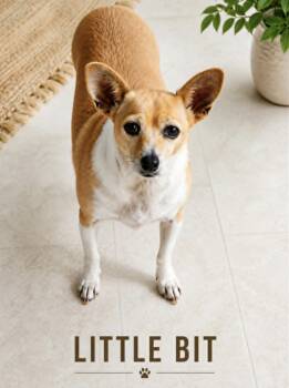 Chihuahua Dogs Available for Adoption in Lucas, Texas - Little Bit  | PetCurious