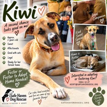 Kiwi -  Yellow Labrador Retriever and Black Mouth Cur Dog for Adoption in Elburn, Illinois - Kiwi | PetCurious