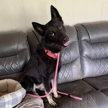 German Shepherd Dog Dogs Available for Adoption in Greeneville, Tennessee - Tanna (CAT FRIENDLY!!) | PetCurious