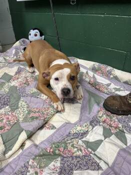 Rescue American Staffordshire Terrier and Mixed Breed Dogs for Adoption in Chester, South Carolina - MEADOW | PetCurious