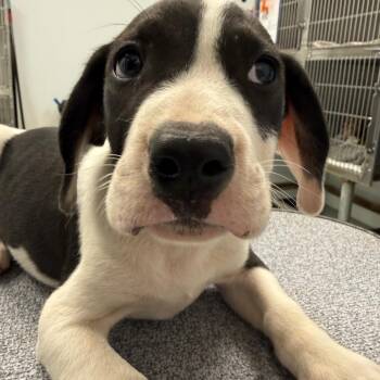 Garth -  Boxer and Mixed Breed Dog for Adoption in Abilene, Texas - Garth | PetCurious