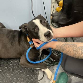 Mixed Breed Dogs Available for Adoption - Poppy | PetCurious