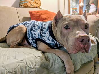 Leo -  Pit Bull Terrier Dog for Adoption in Fredericksburg, Virginia - Leo | PetCurious