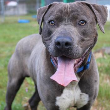 Pit Bull Terrier Dogs Available for Adoption - Captain | PetCurious