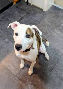 Piper -  Pit Bull Terrier and Husky Dog for Adoption in Williamsburg, New Mexico - Piper | PetCurious