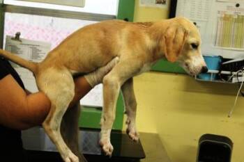 Crimson -  Labrador Retriever and Mixed Breed Dog for Adoption in Picayune, Mississippi - Crimson | PetCurious