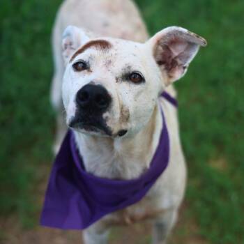 CAMEBERT -  Labrador Retriever Dog for Adoption in San Antonio, Texas - CAMEBERT | PetCurious