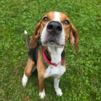 Maple -  Treeing Walker Coonhound Dog for Adoption in Middlebury, Vermont - Maple | PetCurious