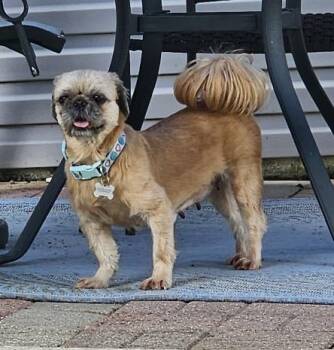 Molly -  Shih Tzu Dog for Adoption in Coatesville, Pennsylvania - Molly | PetCurious