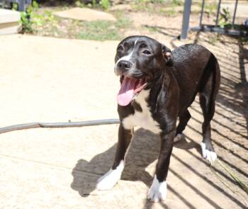 Rescue Terrier and Mixed Breed Dogs for Adoption in Pflugerville, Texas - Nella | PetCurious