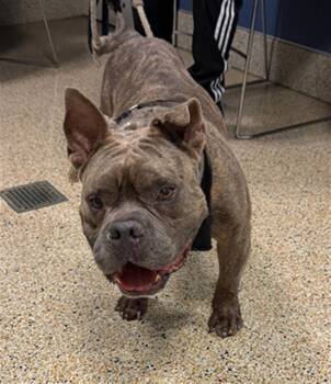 Rescue American Bulldog Dogs for Adoption in Doral, Florida - TYSON | PetCurious