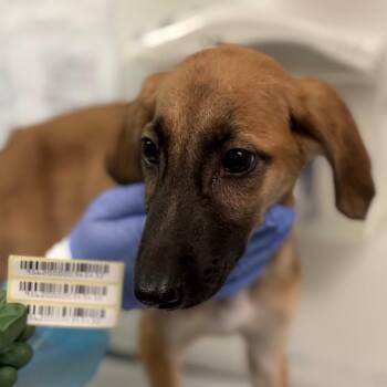 Bumblebee Bat -  Mixed Breed Dog for Adoption in Charleston, West Virginia - Bumblebee Bat | PetCurious