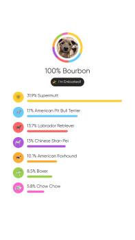 Catahoula Leopard Dog and Labrador Retriever Dogs Available for Adoption - Bourbon | PetCurious