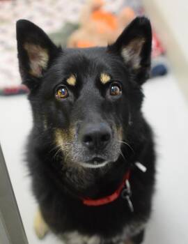 Odin -  German Shepherd Dog Dog for Adoption in Pontiac, Michigan - Odin | PetCurious