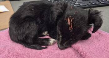 Chihuahua and Dachshund Dogs Available for Adoption in Lawrenceville, Georgia - 2nd Sx Hall | PetCurious