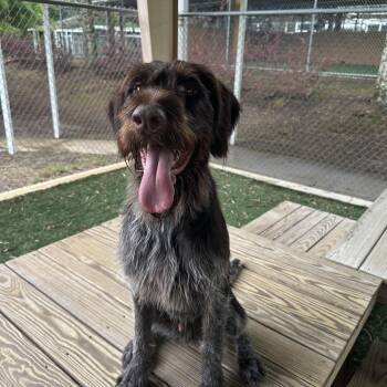 German Wirehaired Pointer Dogs Available for Adoption in Newnan, Georgia - Don | PetCurious