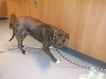 Rescue Pit Bull Terrier Dogs for Adoption in San Jose, California - A1396784 | PetCurious