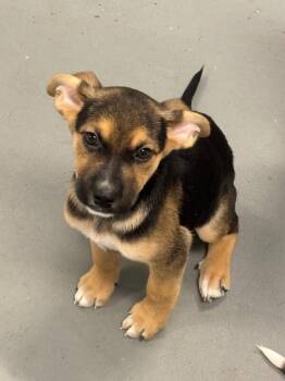 Mack -  Pit Bull Terrier and German Shepherd Dog Dog for Adoption in Los Angeles, California - Mack | PetCurious