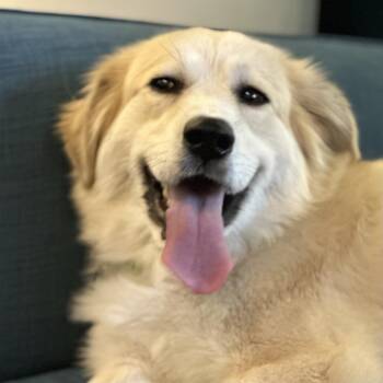 Golden Retriever and Great Pyrenees Dogs Available for Adoption - Fluff | PetCurious