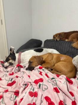 Vallen -  Beagle and Terrier Dog for Adoption in Saugus, Massachusetts - Vallen | PetCurious