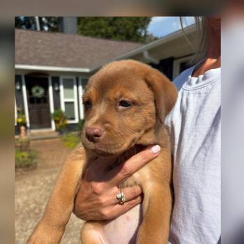 Cinnamon -  Labrador Retriever Dog for Adoption - Cinnamon | PetCurious