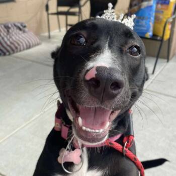 Rescue Labrador Retriever and Mixed Breed Dogs for Adoption in Jacksboro, Tennessee - Gia | PetCurious