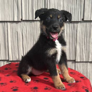 Thunderclap -  Australian Shepherd and Mixed Breed Dog for Adoption in Cincinnati, Ohio - Thunderclap | PetCurious