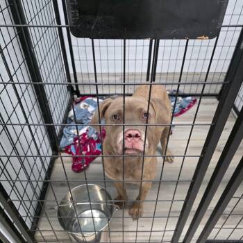 PFL Diesel Hopgood -  Pit Bull Terrier Dog for Adoption in St. Louis, Missouri - PFL Diesel Hopgood | PetCurious