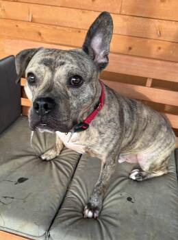 Willy -  English Bulldog Dog for Adoption in Germantown, Ohio - Willy | PetCurious