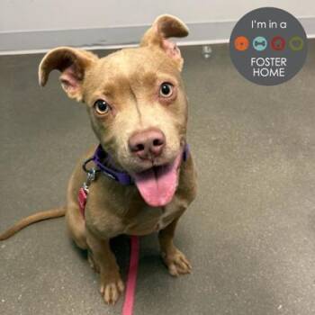 Mixed Breed Dogs Available for Adoption - Ziggy | PetCurious