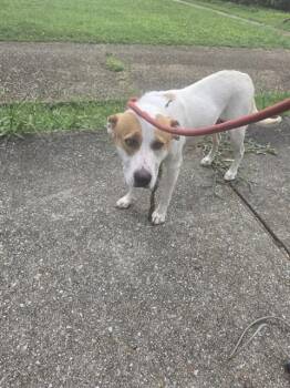 OLIVE -  Labrador Retriever Dog for Adoption - OLIVE | PetCurious