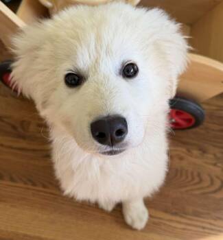 Great Pyrenees Dogs Available for Adoption in Kiowa, Oklahoma - Wolfe  | PetCurious
