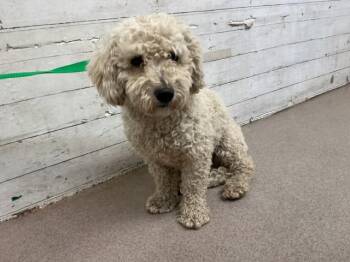 LEO -  Poodle and Mixed Breed Dog for Adoption in San Bernardino, California - LEO | PetCurious
