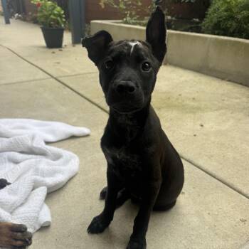 Perseus -  Black Labrador Retriever Dog for Adoption in San Diego, California - Perseus | PetCurious