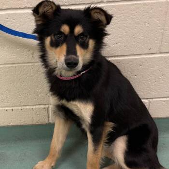 Mixed Breed Dogs Available for Adoption - Lola | PetCurious