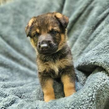 Lilly Pup 4 - Gruen -  German Shepherd Dog Dog for Adoption in Fairfax Station, Virginia - Lilly Pup 4 - Gruen | PetCurious