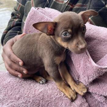 Chihuahua Dogs Available for Adoption in San Antonio, Texas - MARA | PetCurious