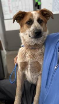Mixed Breed Dogs Available for Adoption in Dallas, Texas - ARCHIE | PetCurious