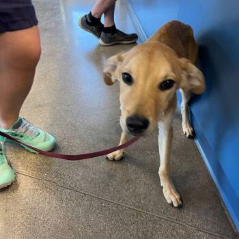 Bambi -  Retriever Dog for Adoption in Kingman, Arizona - Bambi | PetCurious