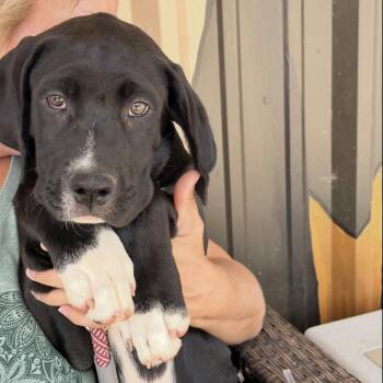 Labrador Retriever and Boxer Dogs Available for Adoption in Sealy, Texas - Kingston | PetCurious