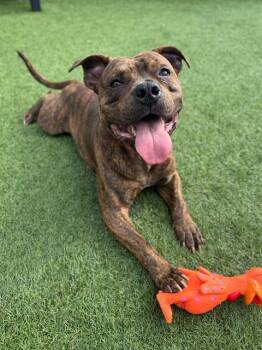 FIZZ -  Staffordshire Bull Terrier Dog for Adoption in San Francisco, California - FIZZ | PetCurious