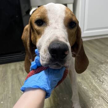 Rescue Hound Dogs for Adoption in Summerville, South Carolina - Pixar | PetCurious