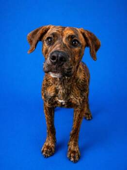 Mixed Breed Dogs Available for Adoption in Jacksonville, Florida - TILLIE | PetCurious